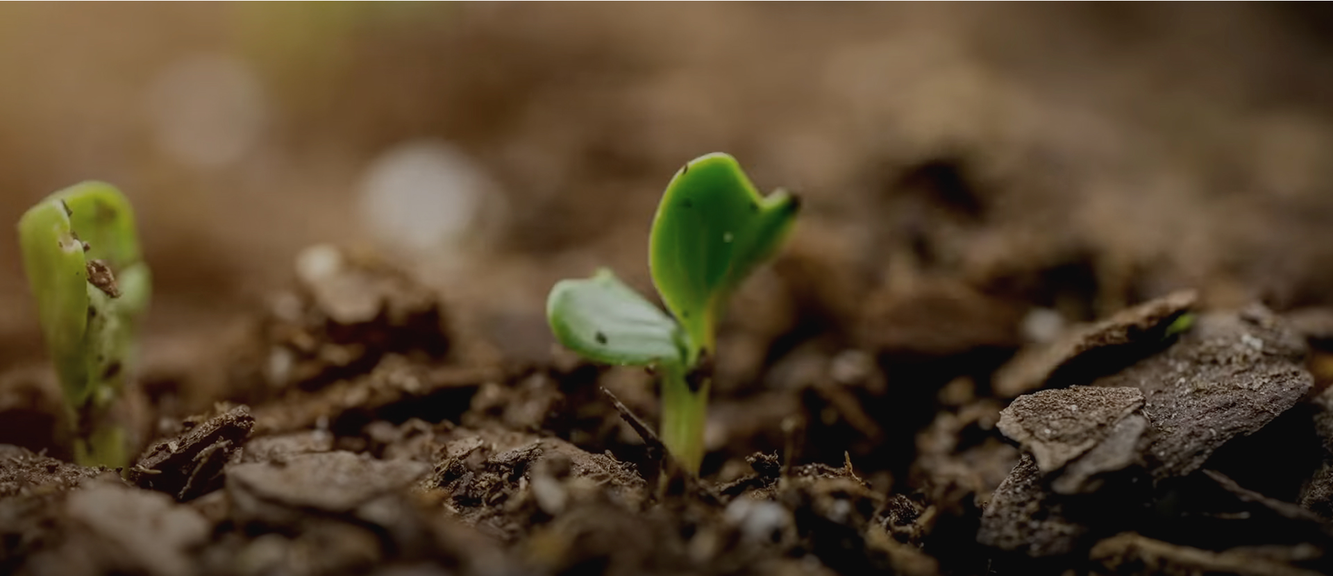 Deixa a Natureza cuidar de ti